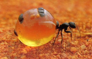 File:Honey pot ant.jpg